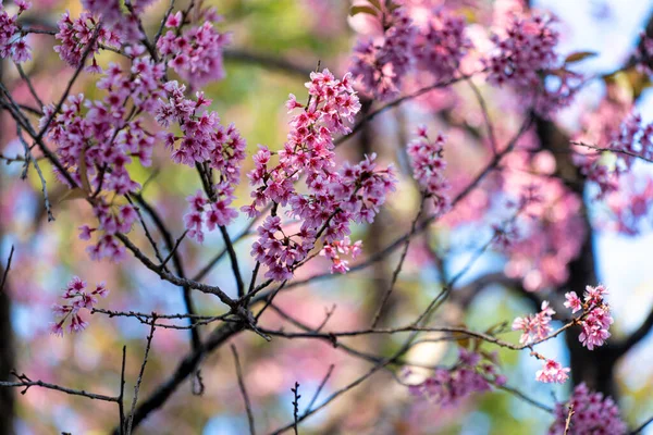 Pembe Himalaya kiraz çiçeği berrak mavi gökyüzüne karşı çiçek açıyor