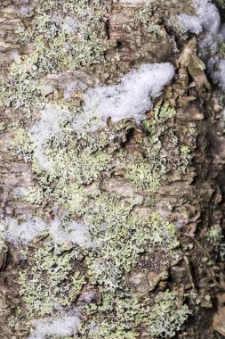 Kar ile huş ağacı kök