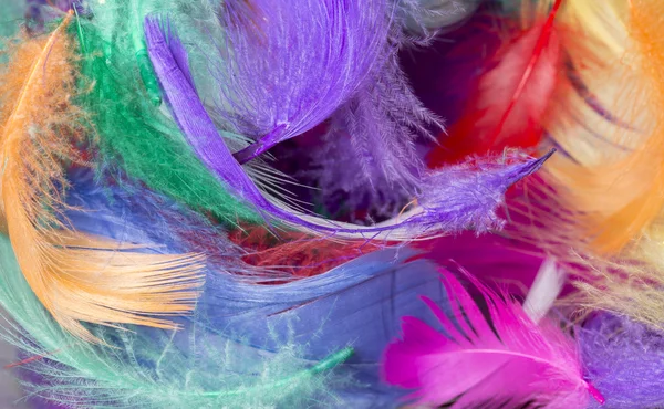 Colourful Easter Feathers — Stock Photo, Image