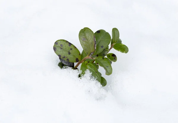 Fábrica de Lingonberry no inverno — Fotografia de Stock