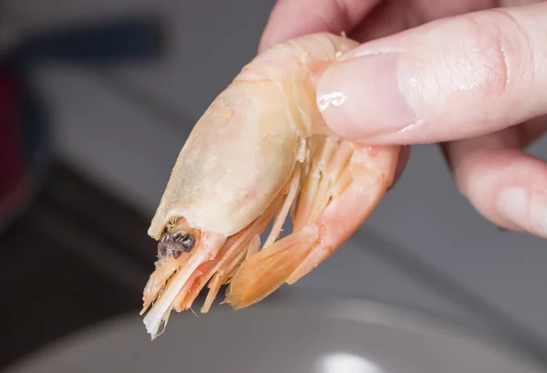 Femme main tenant crevettes — Photo