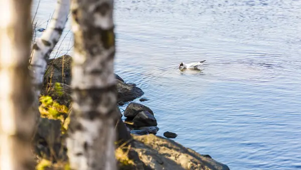 Mouette à tête noire dans la rivière — Photo