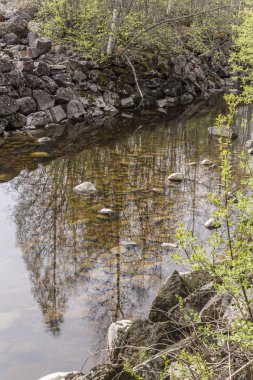 Suya yansıyan ağaçlar