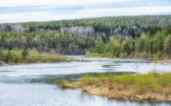 Umea, River with Forest — Stock Photo, Image