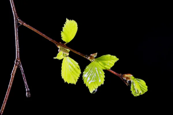 Nyírfa levelek vízcseppek — Stock Fotó