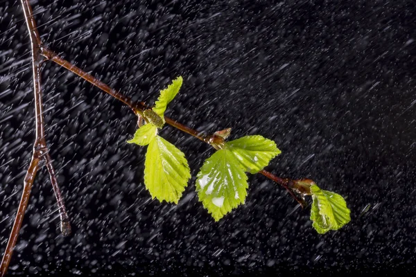 Birch Leaves with Rain — Stock Photo, Image