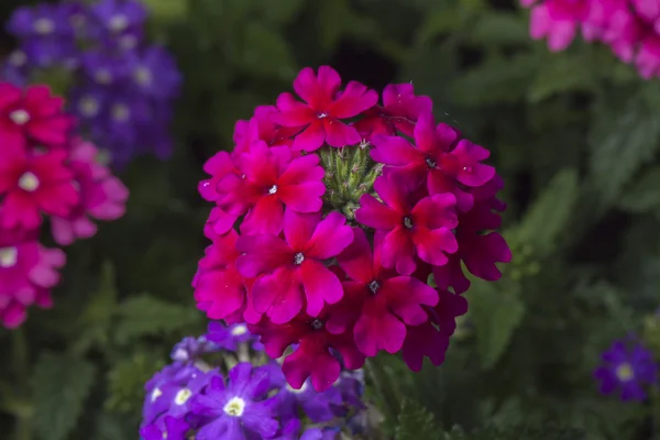 Verbena çiçek yakın çekim — Stok fotoğraf