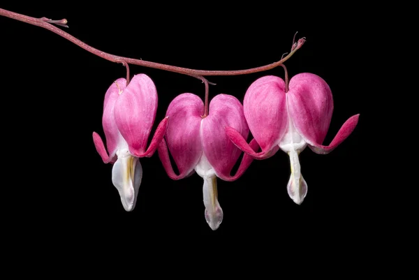 Bleeding Heart Flowers Close Up — Stock Photo, Image