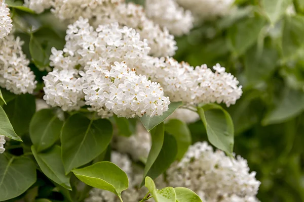 Syringa vulgaris, Close Up — Fotografia de Stock