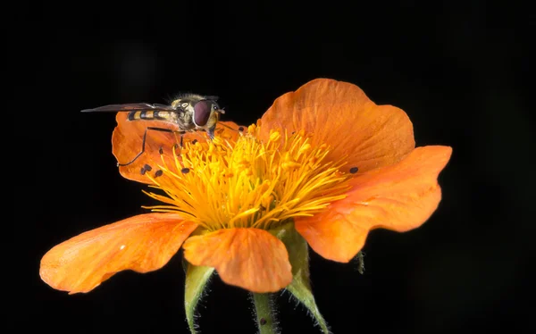 オレンジ色の花に虫 — ストック写真