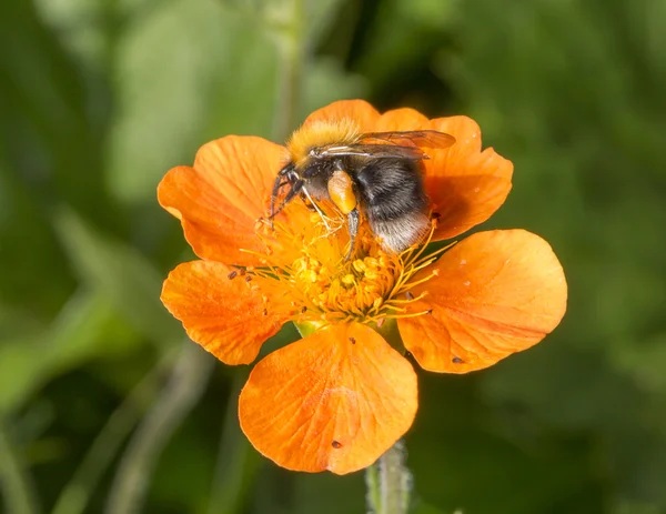 Bumble Bee Pollen Basket — Stock Photo, Image