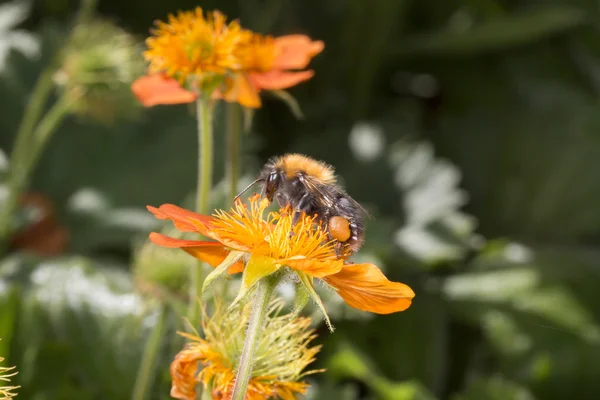 オレンジ色の花に蜂をしくじる — ストック写真