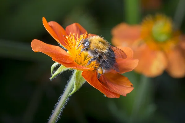 Humlebi på appelsinblomst - Stock-foto