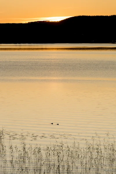 Ptaki w jezioro o zachodzie słońca — Zdjęcie stockowe