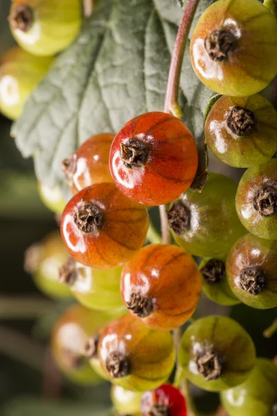 Rode bessen close-up — Stockfoto