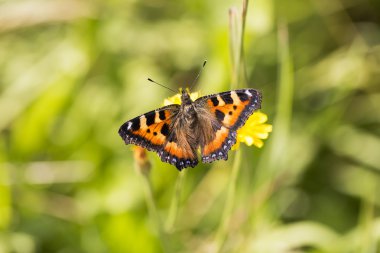 küçük kaplumbağa kabuğu kelebek