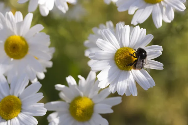 Oxeye Daisy with Bumble Bee — Stock Photo, Image