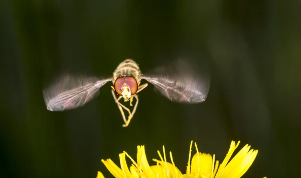 Marmelade zweefvliegen vliegen boven bloem — Stockfoto