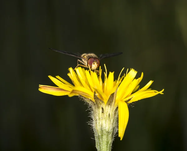 Marmelat Hoverfly çiçek — Stok fotoğraf