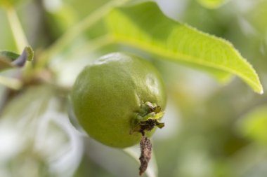 Ussurian armut yakın çekim