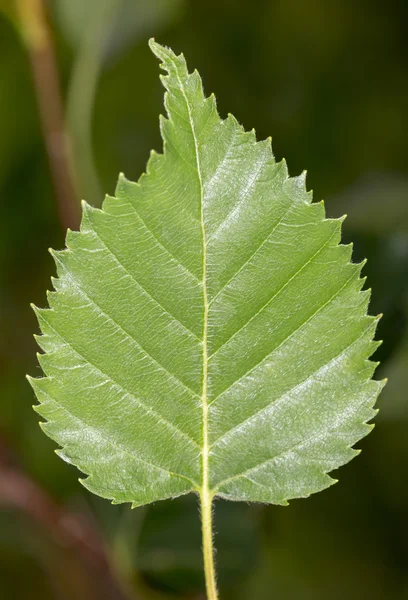 Kamchatka Birch Leaf — Stock Photo, Image