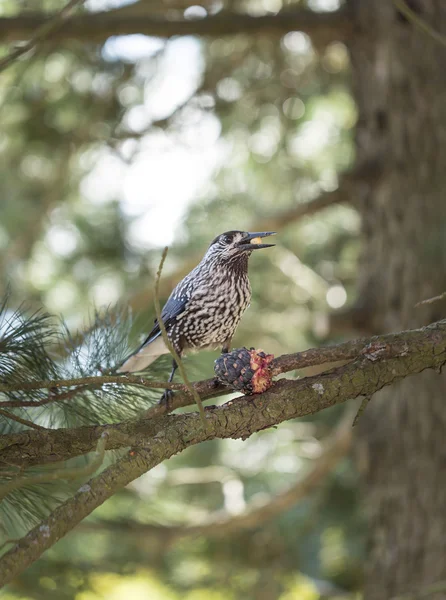 Cascanueces Manchado Comiendo Cono de Pinus Cembra Imagen De Stock