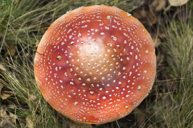 amanita mantar uçmak 