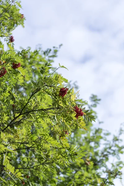 Rowan Tree with Fruit — Stock Photo, Image