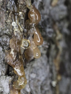 Ağaç dökülen reçine