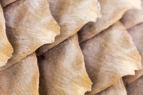 Mannelijke Pinecone close-up — Stockfoto