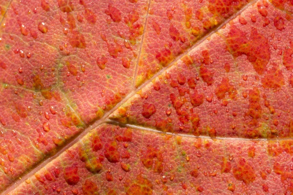 Hoja de arce rojo de cerca — Foto de Stock