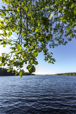 Yapı tarafından kırmızı gül