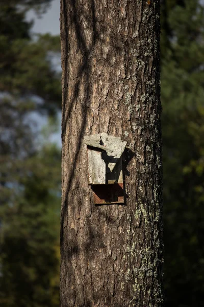 Birdhouse quebrado no pinheiro — Fotografia de Stock