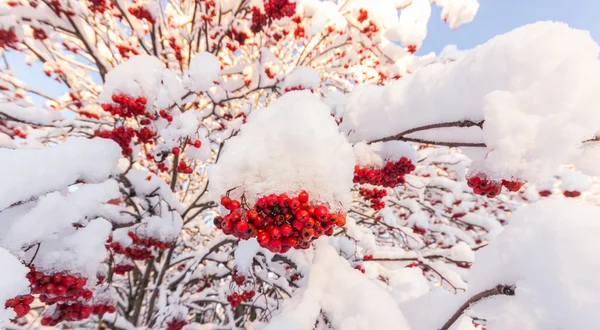 Rowan coberto de neve — Fotografia de Stock