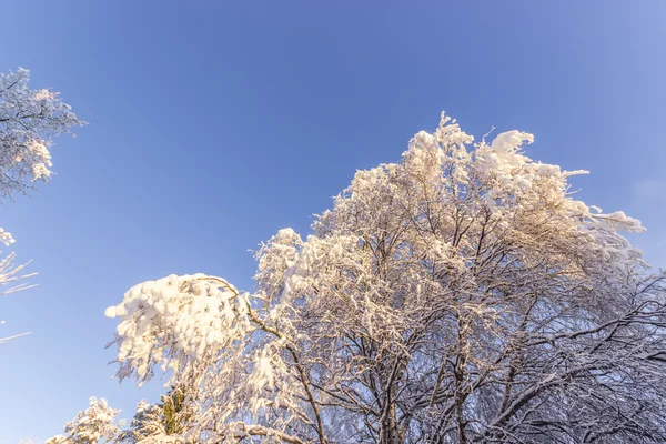 雪化粧木 — ストック写真