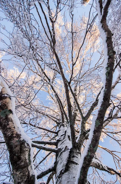 Dentro de un abedul en invierno —  Fotos de Stock