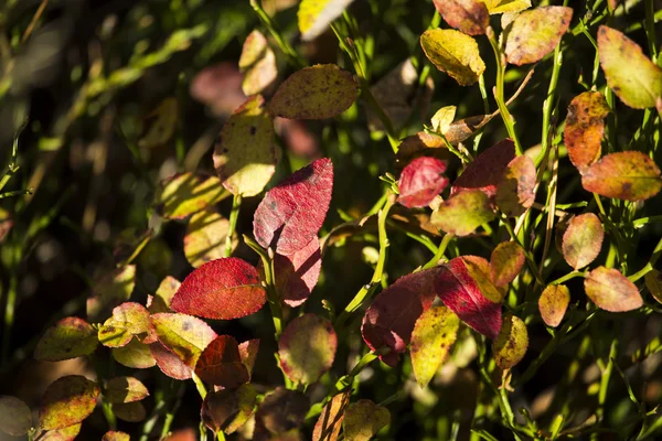 Blue Berry Leaves in the Fall — Stock Photo, Image