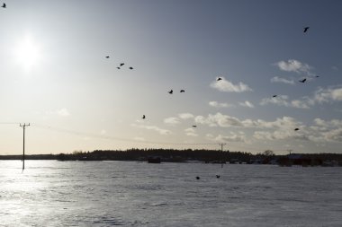 Kış alanın üzerine uçan kuşlar