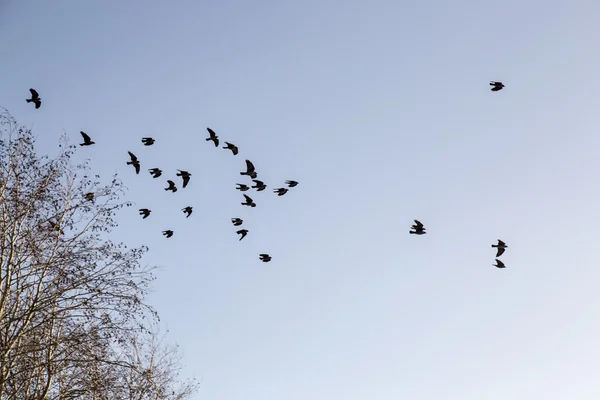 Árvore de saída de pássaros no inverno — Fotografia de Stock