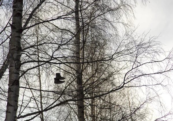 Zapatos colgando en el árbol — Foto de Stock