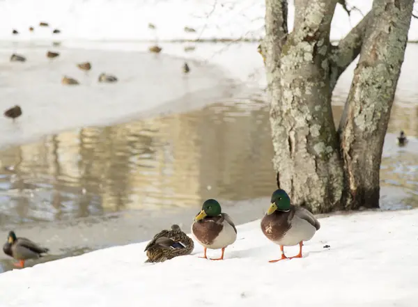 Canards par Icy Pond — Photo