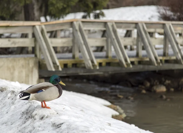 Canard dans la neige par pont — Photo