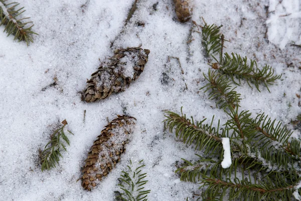 Tannenzapfen auf schneebedecktem Boden — Stockfoto