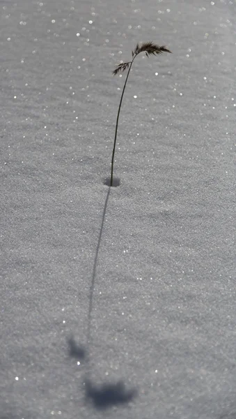 Χόρτο και μόνο στο χιόνι — Φωτογραφία Αρχείου