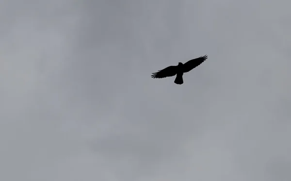 Pássaro (Western Jackdaw) Espalhando suas asas — Fotografia de Stock