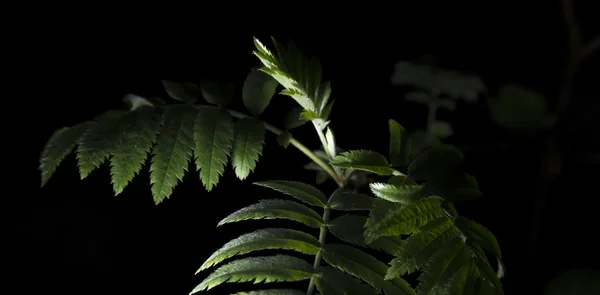Горобина листя — стокове фото