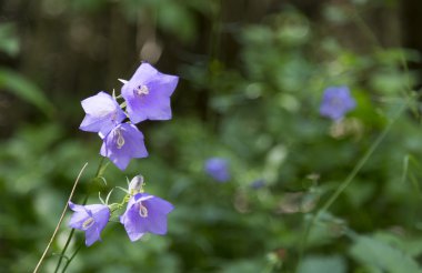 mavi çan çiçekleri