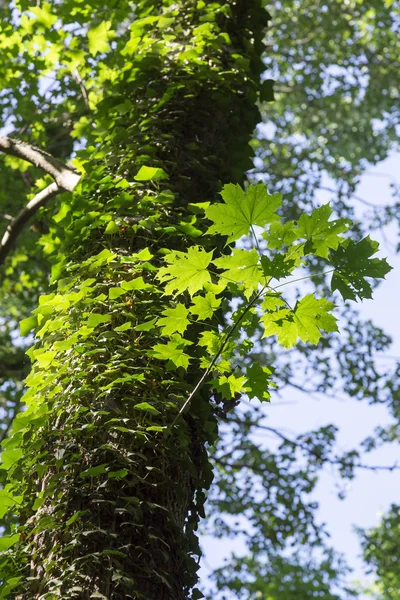 Common Ivy Growing on Tree — Stock Photo, Image