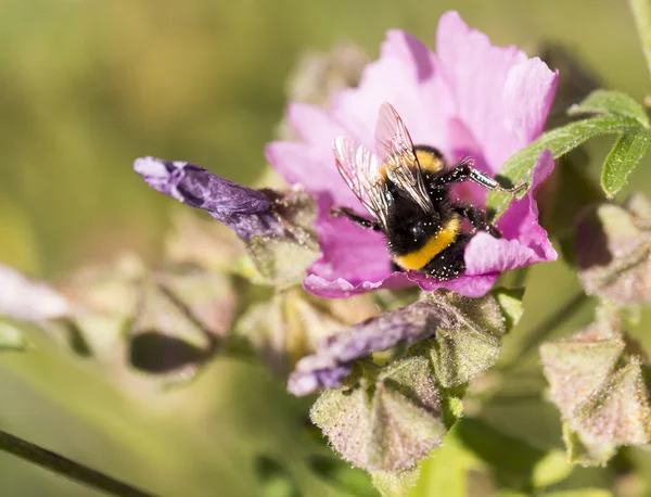 Arı polen toplama nektar kaplı — Stok fotoğraf
