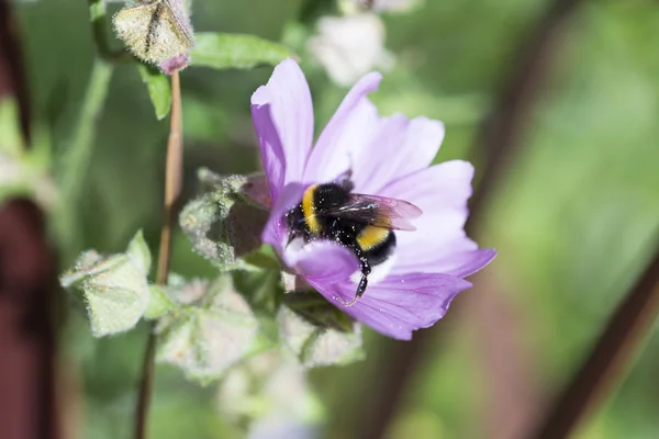 Bumblebee Covered in Pollen Gathering Nectar — Stock Photo, Image